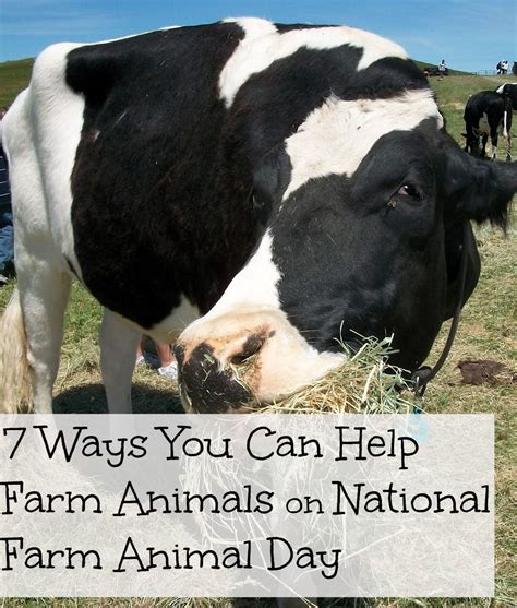 What Can I Do To Help Farm Animals